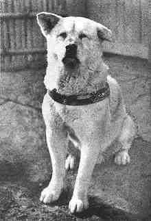 The real Hachiko