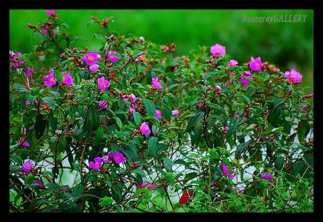 DSC_1360.jpg Wild Flowers image by reneeray