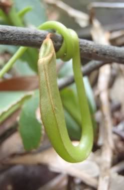 Developing pitcher at tip of tendril. Photo by:Wensley