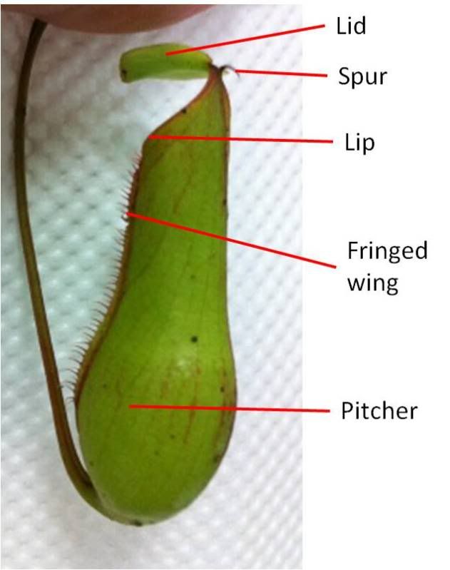 Labelled external features of pitcher. Photo by: Wensley