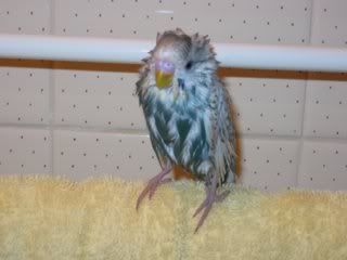 BlinkiesFirstBath001.jpg