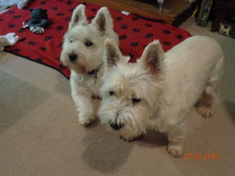 DSC00956_zpsbtewtmfg.jpg