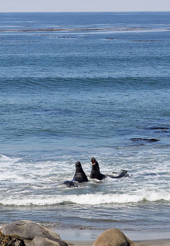 IMAGE: http://i2.photobucket.com/albums/y17/dwargg/ad3b5561.jpg