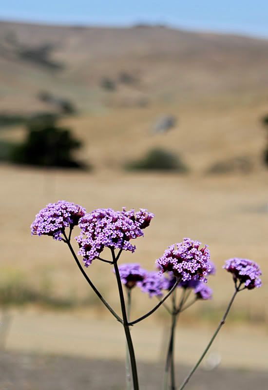 IMAGE: http://i2.photobucket.com/albums/y17/dwargg/cc30175f.jpg