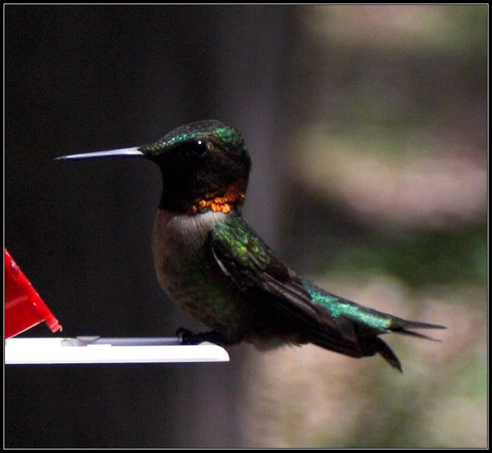 IMAGE: http://i2.photobucket.com/albums/y17/jimthias/Animals/hummingbird-2622.jpg