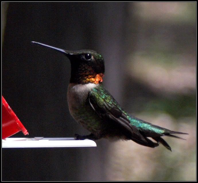 IMAGE: http://i2.photobucket.com/albums/y17/jimthias/Animals/hummingbird-2623.jpg
