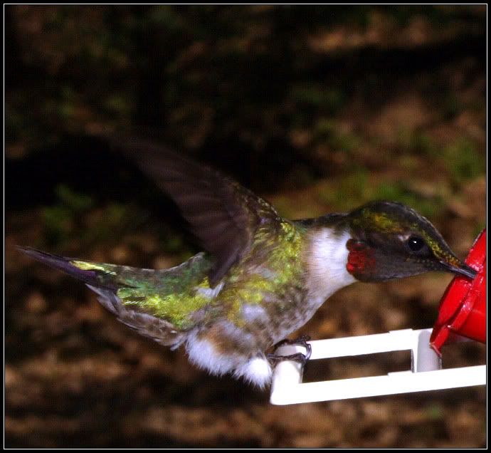 IMAGE: http://i2.photobucket.com/albums/y17/jimthias/Animals/hummingbird-2634.jpg
