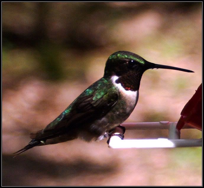 IMAGE: http://i2.photobucket.com/albums/y17/jimthias/Animals/hummingbird-2640copy.jpg