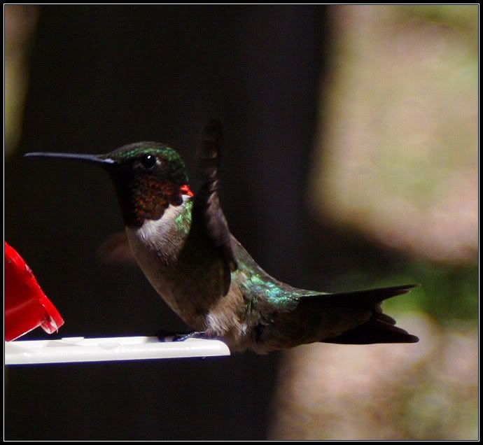 IMAGE: http://i2.photobucket.com/albums/y17/jimthias/Animals/hummingbird-2643.jpg