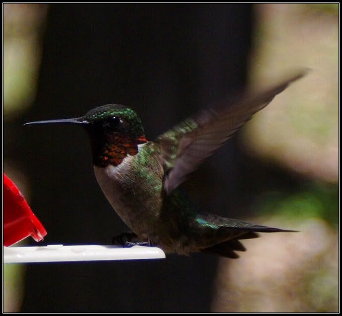 IMAGE: http://i2.photobucket.com/albums/y17/jimthias/Animals/hummingbird-2644.jpg