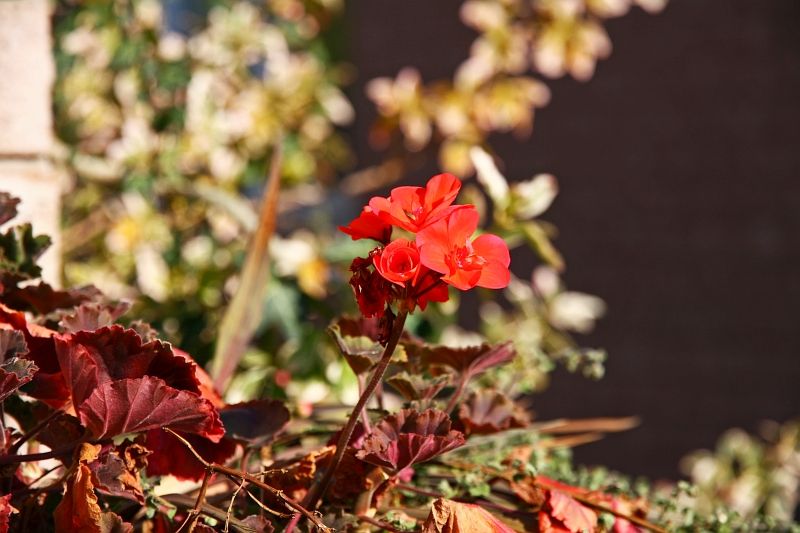 IMAGE: http://i2.photobucket.com/albums/y17/msowsun/photo%20stuff/15-85/IMG_5330a.jpg