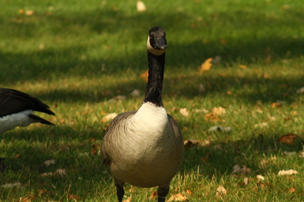 IMAGE: http://i2.photobucket.com/albums/y17/msowsun/photo%20stuff/Photo12/IMG_4461_1024_zps064e8e90.jpg