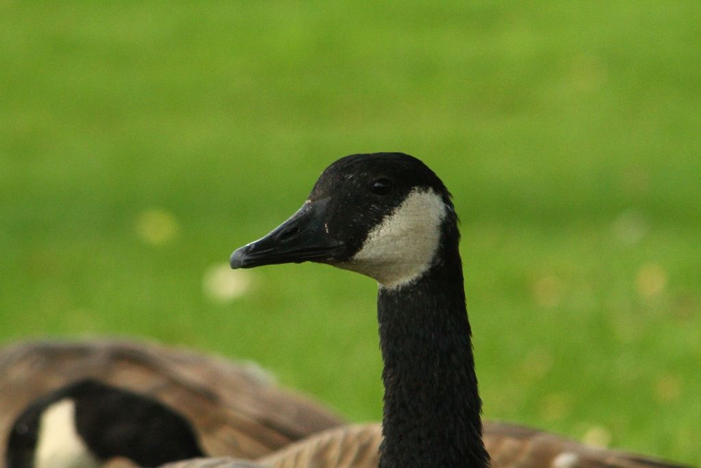 IMAGE: http://i2.photobucket.com/albums/y17/msowsun/photo%20stuff/Photo12/IMG_4466_1024_zps0da79198.jpg