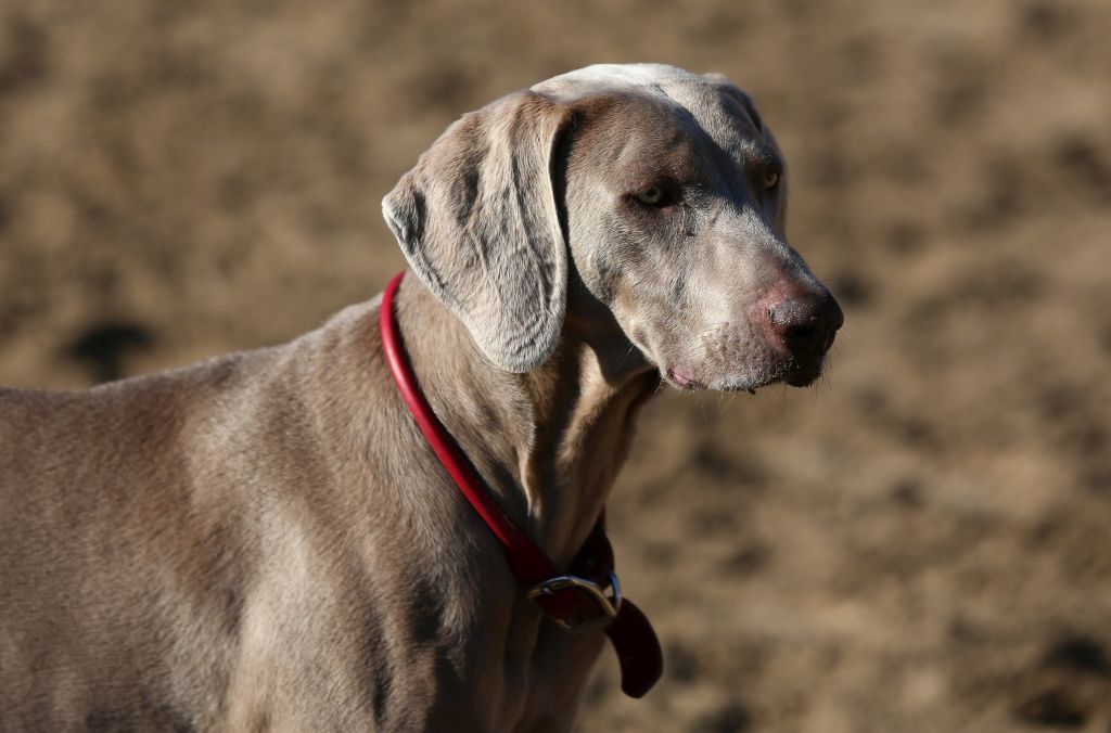 IMAGE: http://i2.photobucket.com/albums/y17/msowsun/photo%20stuff/photo16/5D3_0406.jpg