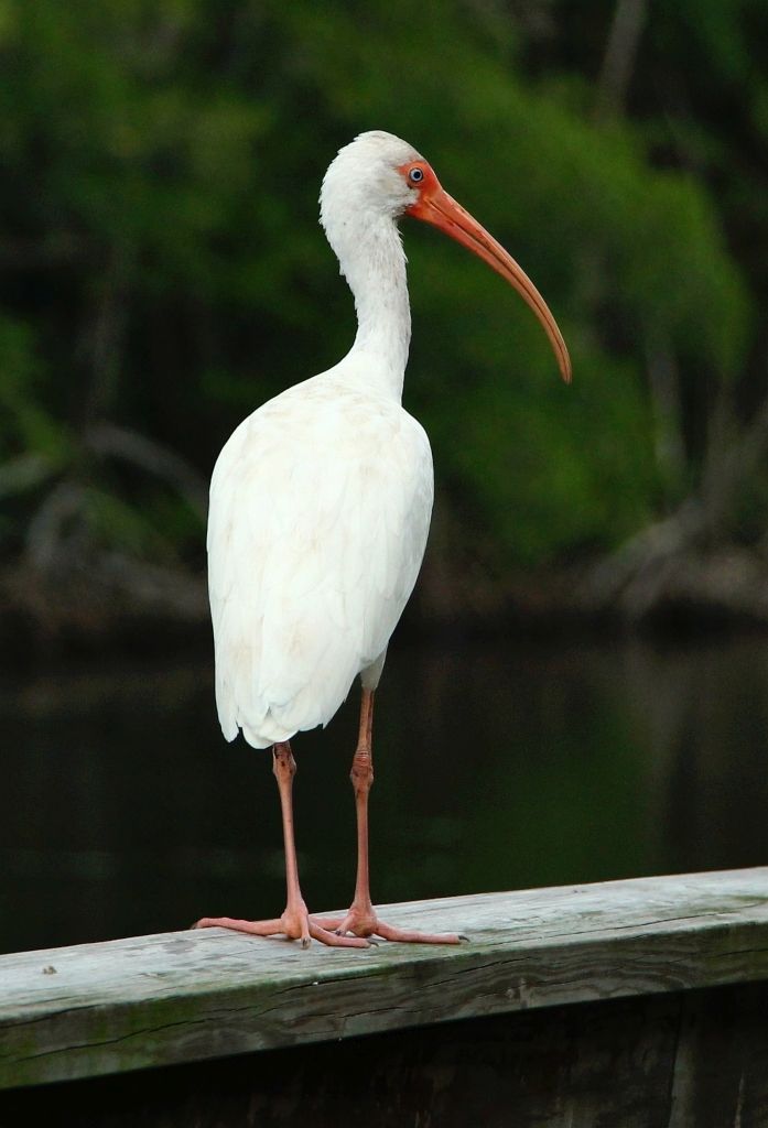 IMAGE: http://i2.photobucket.com/albums/y17/msowsun/photo%20stuff/photo16/IMG_0395crop.jpg