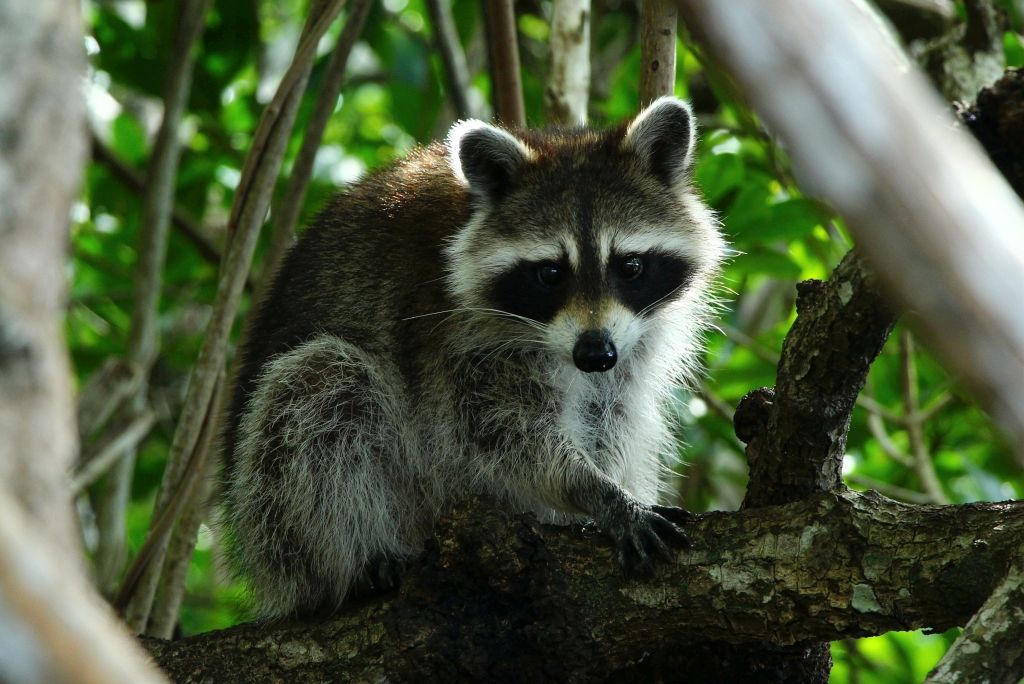 IMAGE: http://i2.photobucket.com/albums/y17/msowsun/photo%20stuff/photo16/IMG_0514crop1.jpg