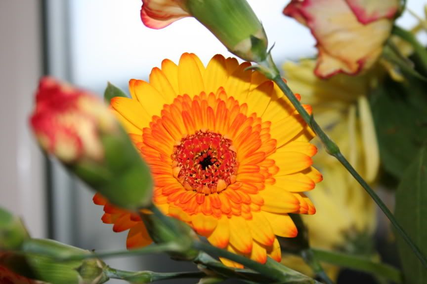 IMAGE: http://i2.photobucket.com/albums/y17/supameanie/IMG_0149.jpg