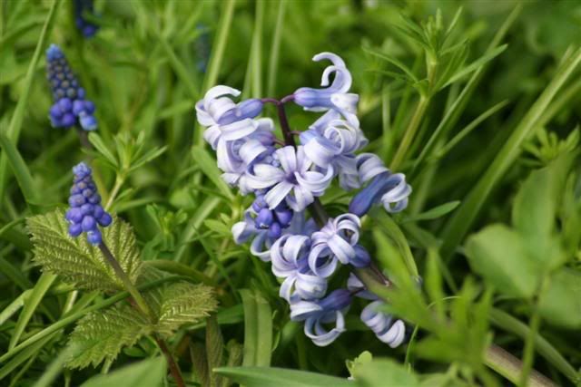 IMAGE: http://i2.photobucket.com/albums/y17/supameanie/Picture001Small.jpg