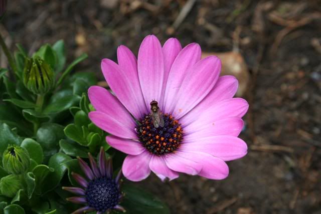 IMAGE: http://i2.photobucket.com/albums/y17/supameanie/Picture144Small.jpg