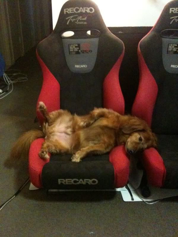 recaro dog seat