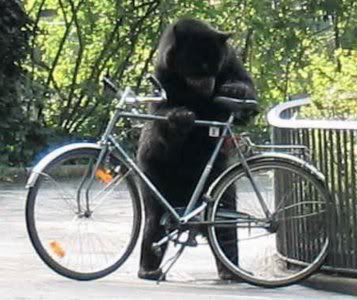 Bears On Bicycles