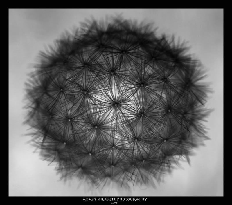 IMAGE: http://i2.photobucket.com/albums/y18/cadrifting/Dandy_by_Lookd4uinhereyes.jpg