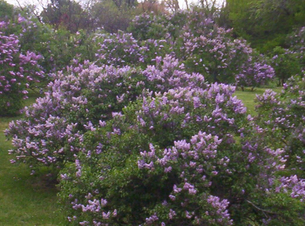 lilac bushes Pictures, Images and Photos