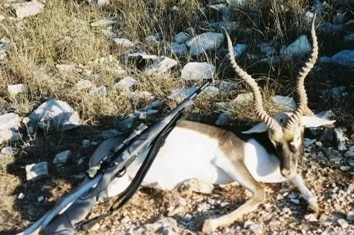 Blackbuck2.jpg