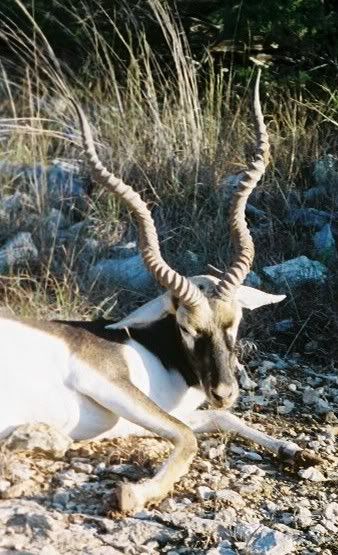 Blackbuck3.jpg