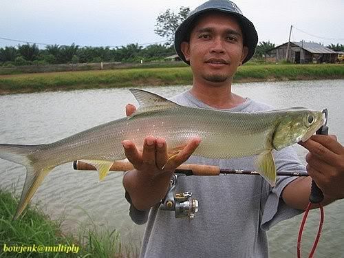 ikan keli limbat