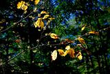 hockingfall-09_029.jpg autumn leaves image by bonsai_bhuynh