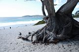 carmel-by-the-sea_117.jpg image by bonsai_bhuynh