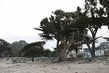 monterey_035.jpg Monterey cypress tree image by bonsai_bhuynh