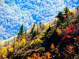 smockies-09_033.jpg smocky mountain &amp; Blue ridge parkway image by bonsai_bhuynh