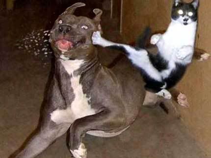 catkicksdog.jpg