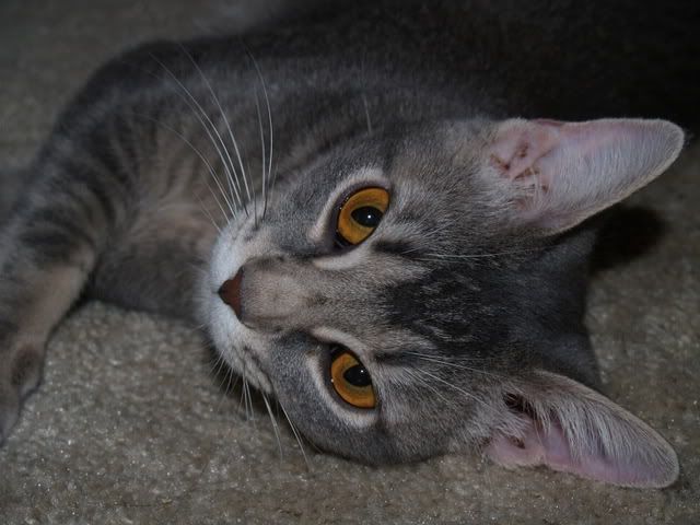 IMAGE: http://i2.photobucket.com/albums/y2/Jumpshorsez/055.jpg