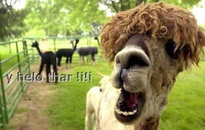 LLAMA.jpg