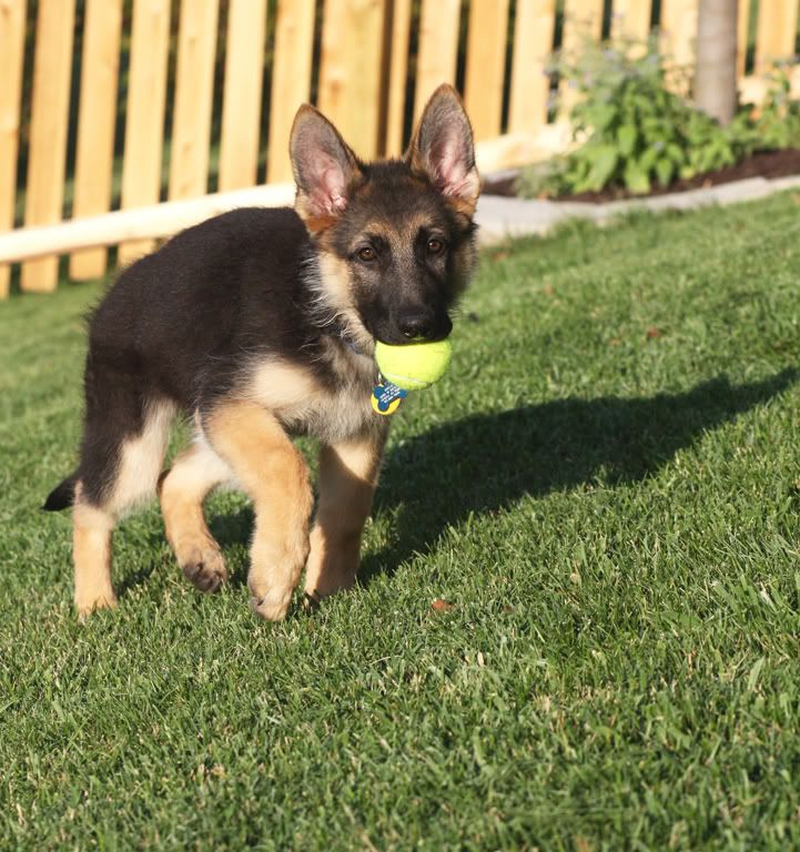 IMAGE: http://i2.photobucket.com/albums/y2/abeal/Rogue/IMG_8000_07132010.jpg