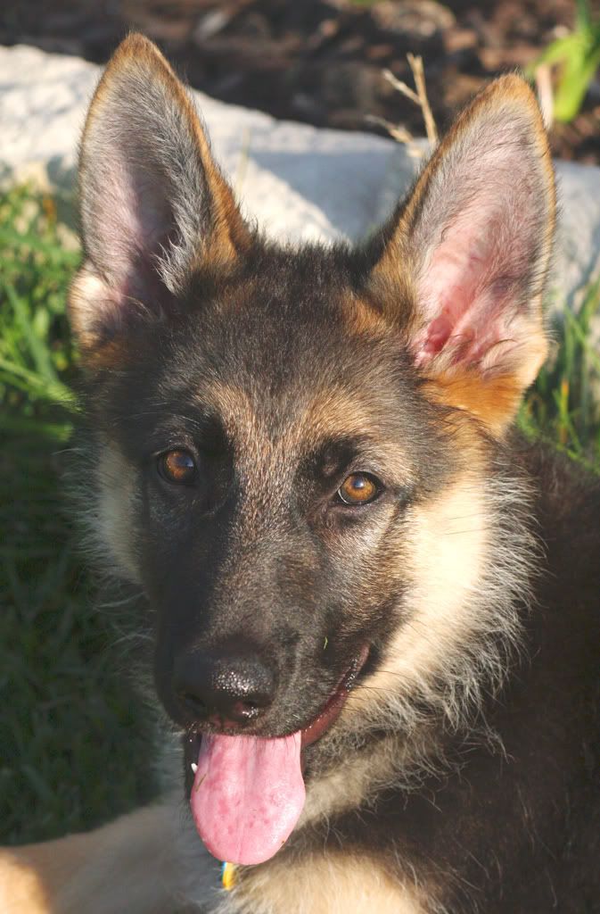 IMAGE: http://i2.photobucket.com/albums/y2/abeal/Rogue/IMG_8017_07132010.jpg