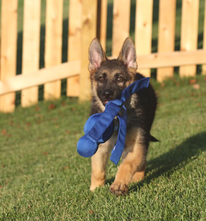 IMAGE: http://i2.photobucket.com/albums/y2/abeal/Rogue/IMG_8087_07132010.jpg