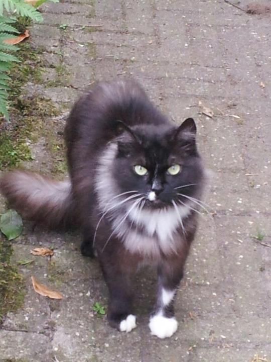 Wie hebben er nog meer een (kruising) Maine Coon? • Bokt.nl