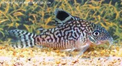 reticulatus.jpg