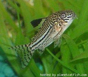 trilineatus.jpg