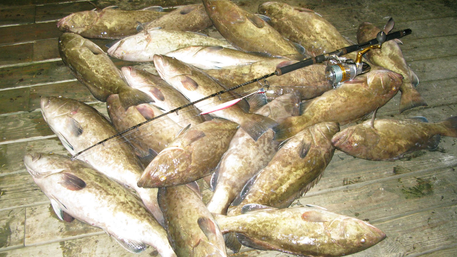 Grouper jigging in NC on Sat