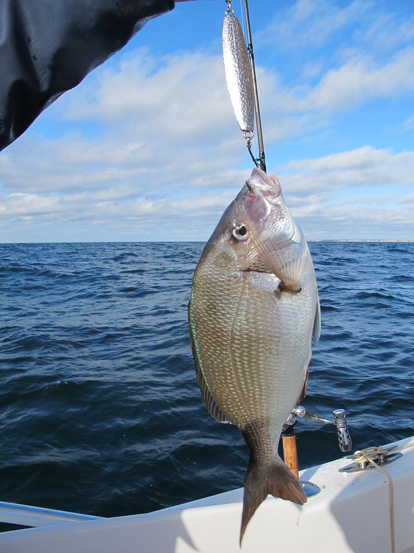 Fabulous Block Island Seabass Jigging on 12-04-11