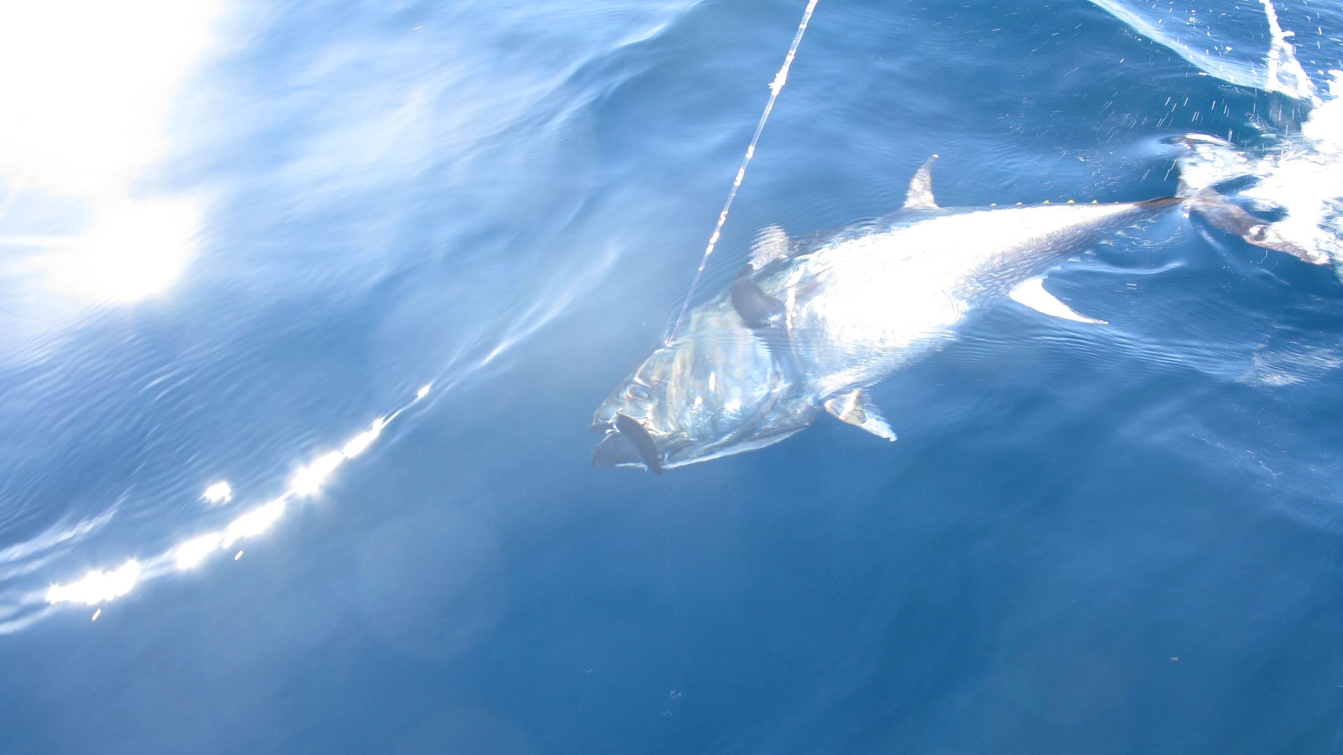 Jigging Bluefin Tuna South of Martha's Vineyard