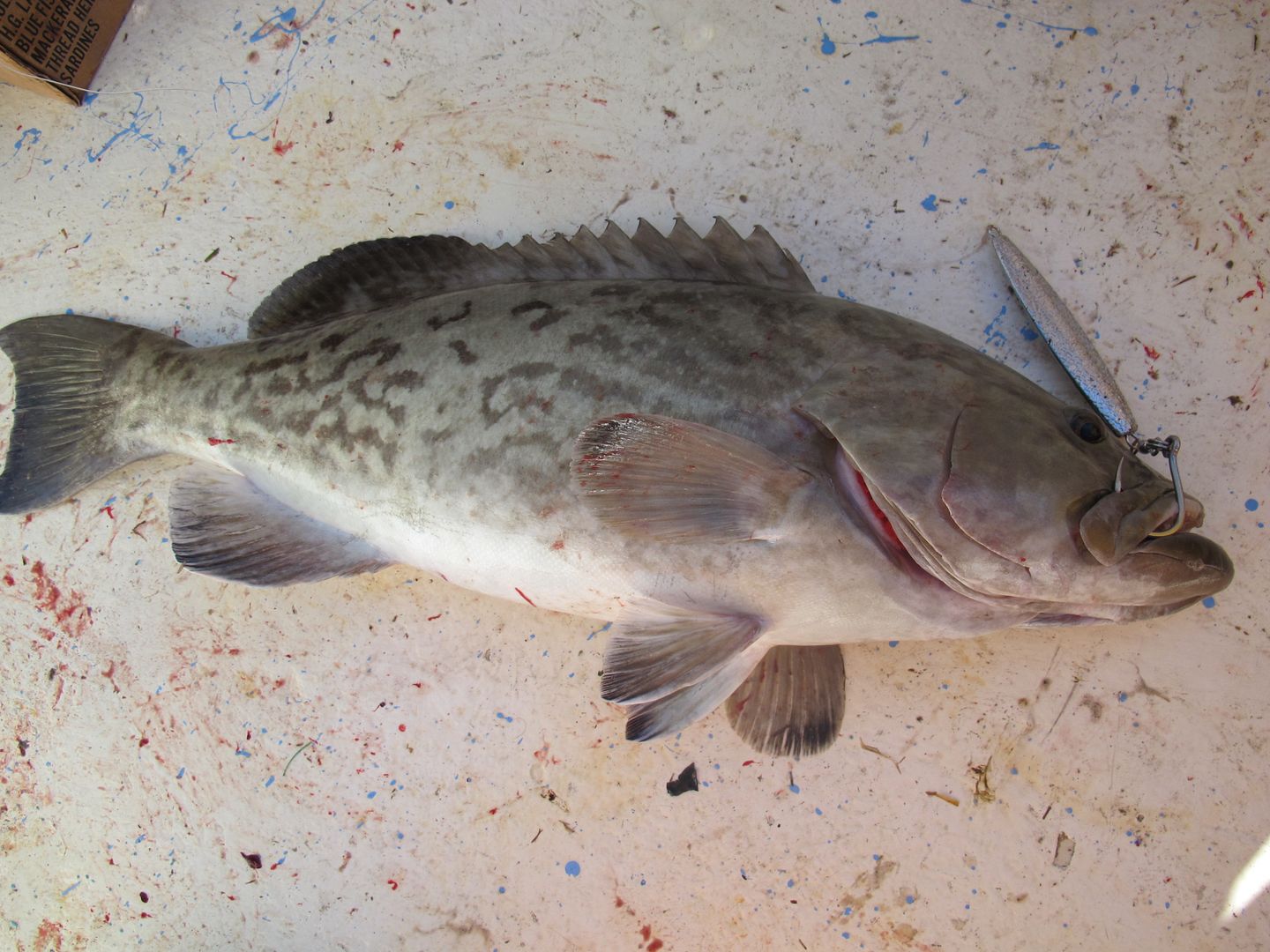 Diamond JIg one of the most versatile jigs 2 Cool Fishing Forum