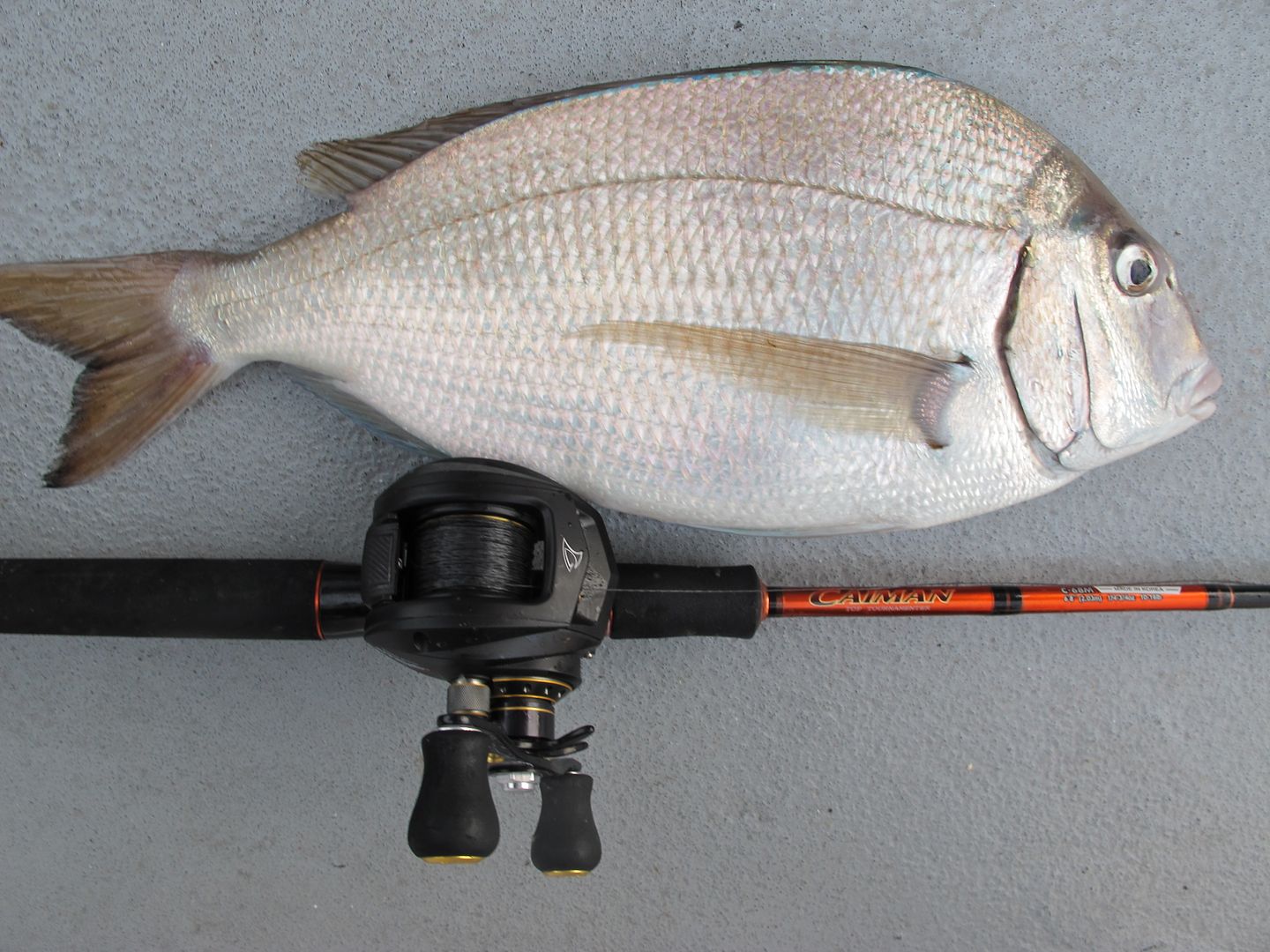 Jumbo porgy fishing on the Celtic Quest - Saltwater Fishing Discussion 