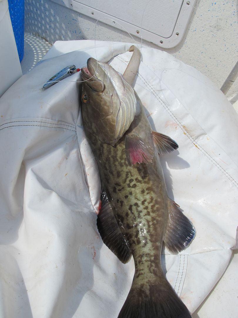 Grouper fishing in NC on Aug 6