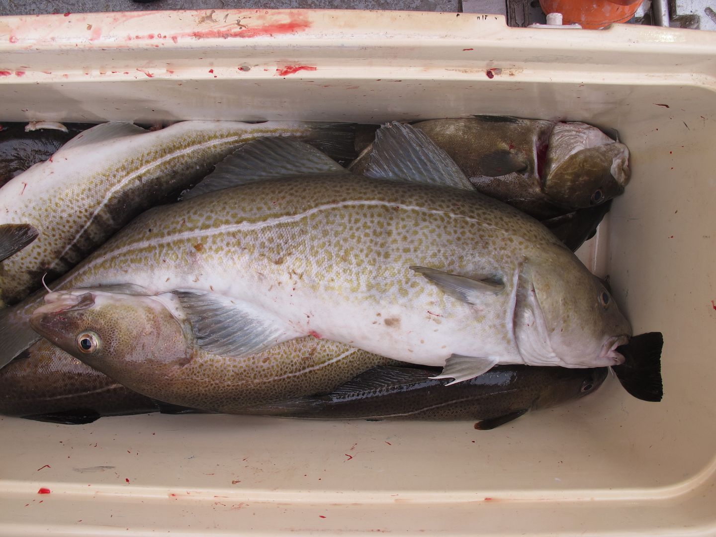 Excellent cod jigging in Coxes Ledge BASS BARN